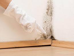 Why You Should Choose Our Mold Remediation Services in Holton, KS